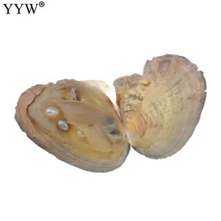 Pearl oysters