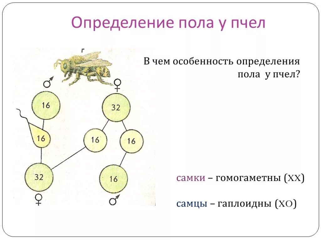 Какие вам известны механизмы определения пола. Какие половые хромосомы у пчел. У пчел Тип наследования пола. Механизм определения пола у пчел. Гетерогаметный пол у пчел.