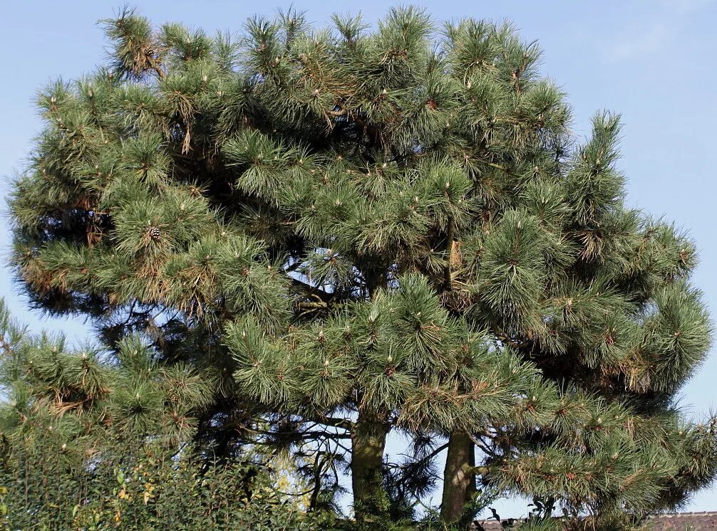 Сосна нигра описание. Сосна Пинус Нигра. Сосна Pinus nigra. Сосна черная (Pinus nigra). Сосна черная Австрийская (Pinus nigra).