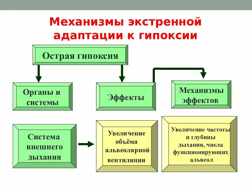 Адаптация при гипоксии. Долговременные механизмы адаптации при гипоксии. Экстренные механизмы адаптации при гипоксии. Укажите механизмы экстренной адаптации к гипоксии. Экстренные механизмы адаптации при гипоксии.