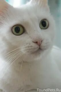 25 белый кот