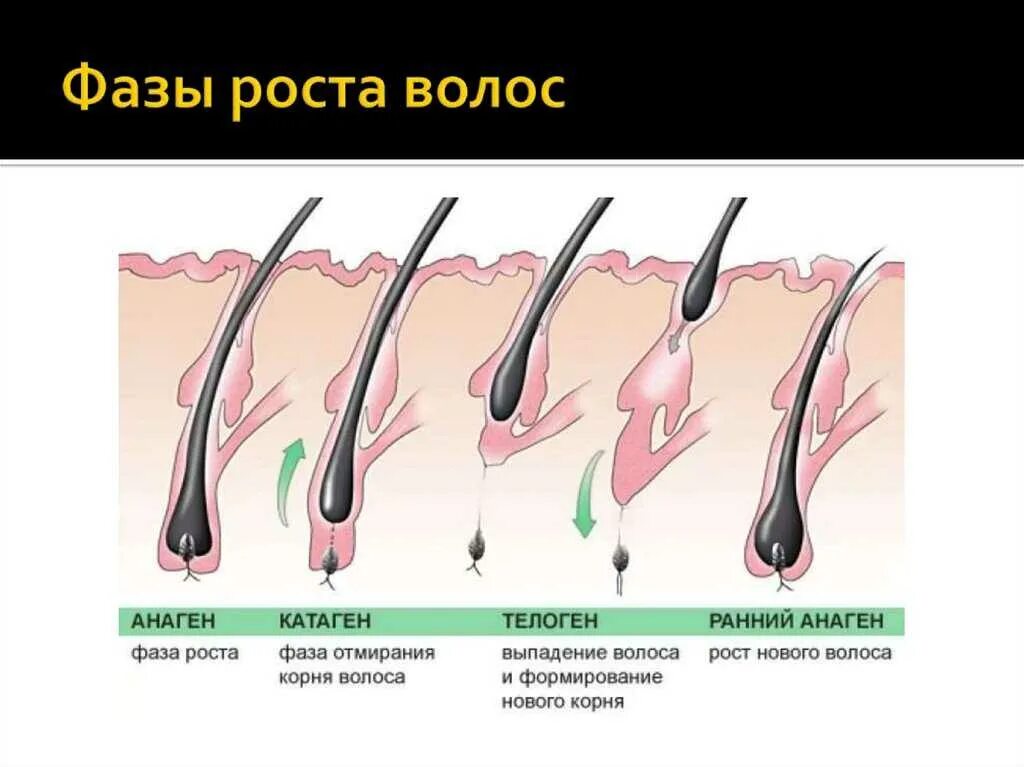 Характеристика роста волос. Анаген катаген телоген. фазы роста волоса брови. 3 цикла роста волос. фазы роста волос шугаринг.