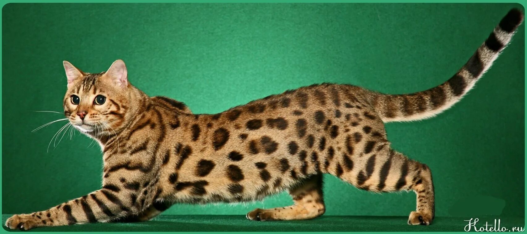 Кот с пятнами как у леопарда. Вес бенгальского кота. фото кошек разных пород.
