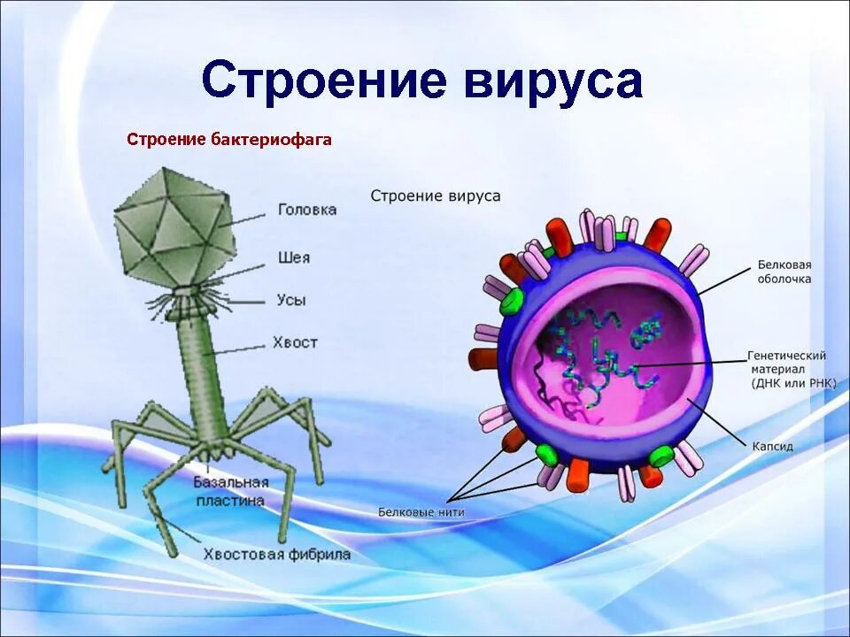 Схема строения вируса биология. Особенности клеточного строения вирусов. Строение вириона бактериофага. Строение вируса биология 9 класс. Есть ли вирусы в картинках