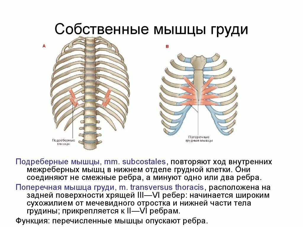 Mm. Intercostales interni, внутренние межреберные мышцы. Подреберные мышцы грудины. Межреберные глубокие мышцы. Наружные и внутренние межреберные мышцы строение.