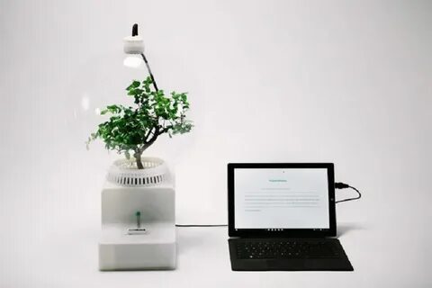 Plants talk