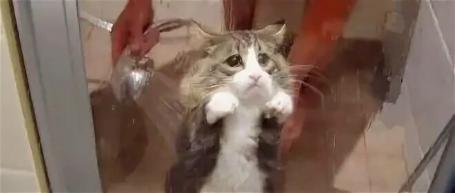 Кошка не отходит от меня. Кошка не отходит от меня