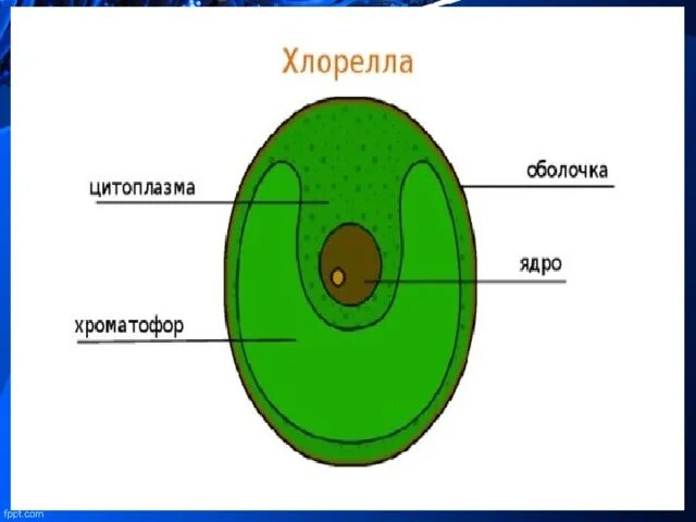 Строение хлореллы. Хлорелла водоросль строение. Хлорелла строение рисунок. Строение клетки водоросли хлорелла. Хлорелла строение клетки.