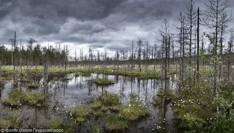 Прогноз погоды болотное