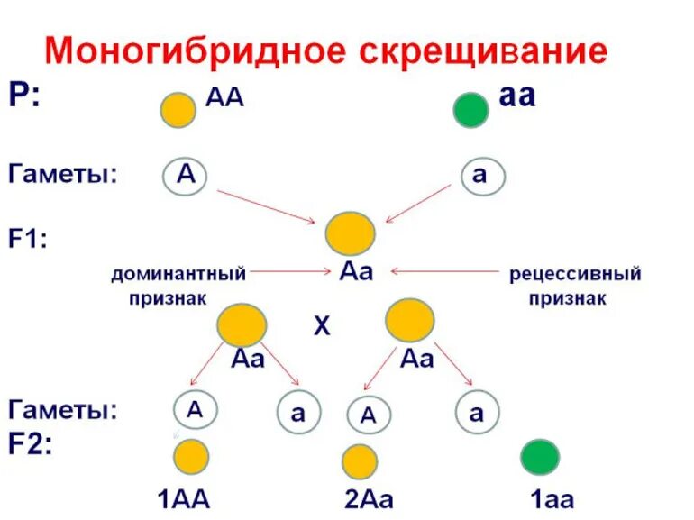 Укажите моногибридное скрещивание. Генетическая схема моногибридного скрещивания. Дигибридное скрещивание схема. Простейшие схемы моногибридного и дигибридного скрещивания. Схема тригибридного скрещивания.