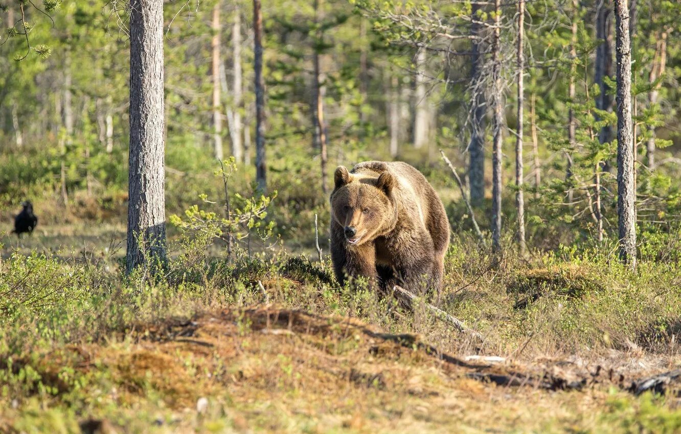 Черный медведь в лесу. Медведь на опушке леса. Таёжные леса бурый медведь. Медведь в берёзовом лесу. Висимский заповедник бурый медведь.