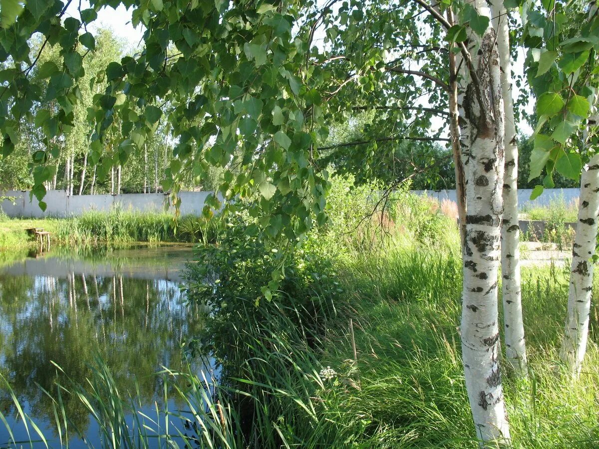 Березки водохранилище. Березы в марий эл. природа березки ростовской области. береза повислая над рекой. березка у реки.