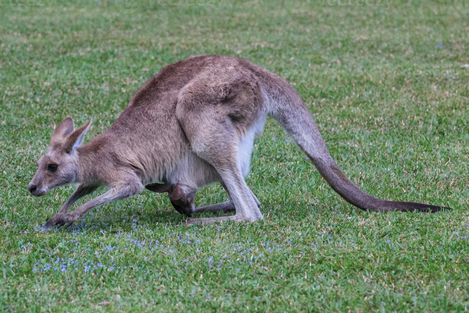Исполинский кенгуру тип развития. Гигантский кенгуру. Животное похожее на кенгуру. Кенгуру исполинский систематика. Кенгуру фото.