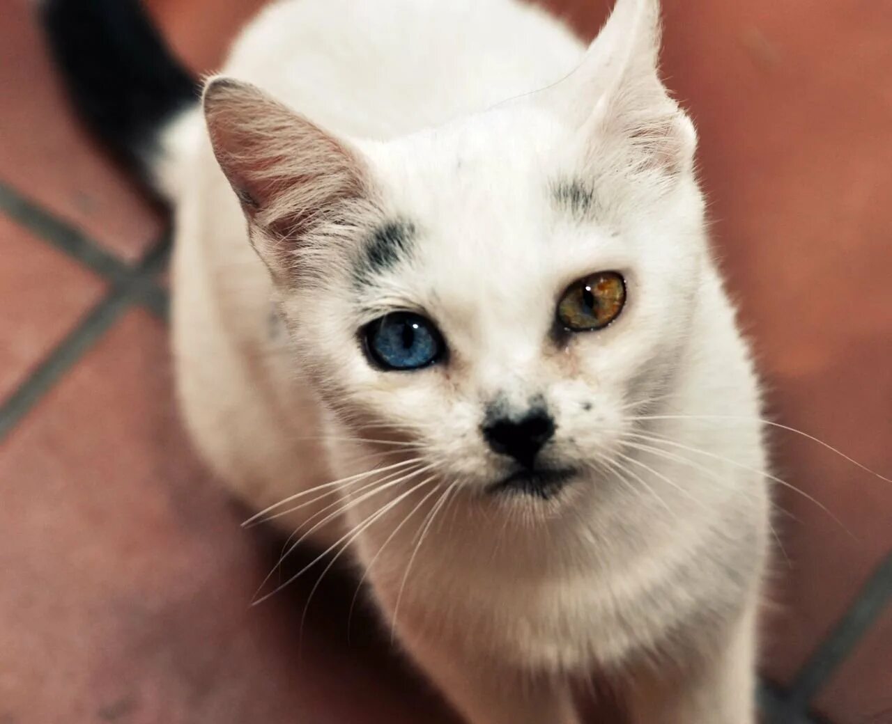 Редкие цвета кошек. Гетерохромия глаз у кошек. Красивые коты. Необычные коты. Кошки с необычными глазами.