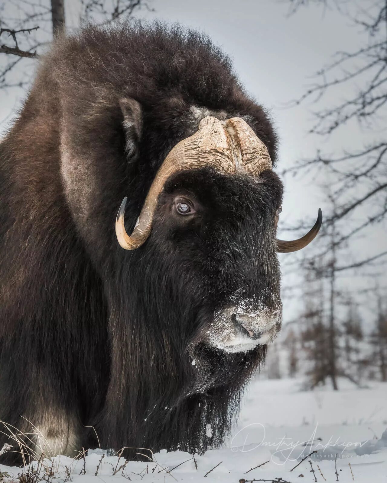 овцы бык. гренландский овцебык. мускусный овцебык. фейгин овцебык. мускусный овцебык.