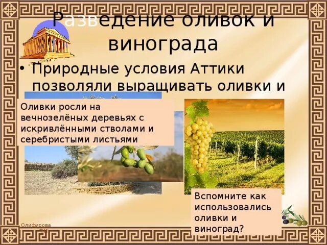 История 5 класс земледельцы аттики теряют землю и свободу. Виноград в древней греции. Земледельцы аттики теряют землю и свободу. Бедственное положение земледельцев аттики. Какую роль играют оливки в аттике.