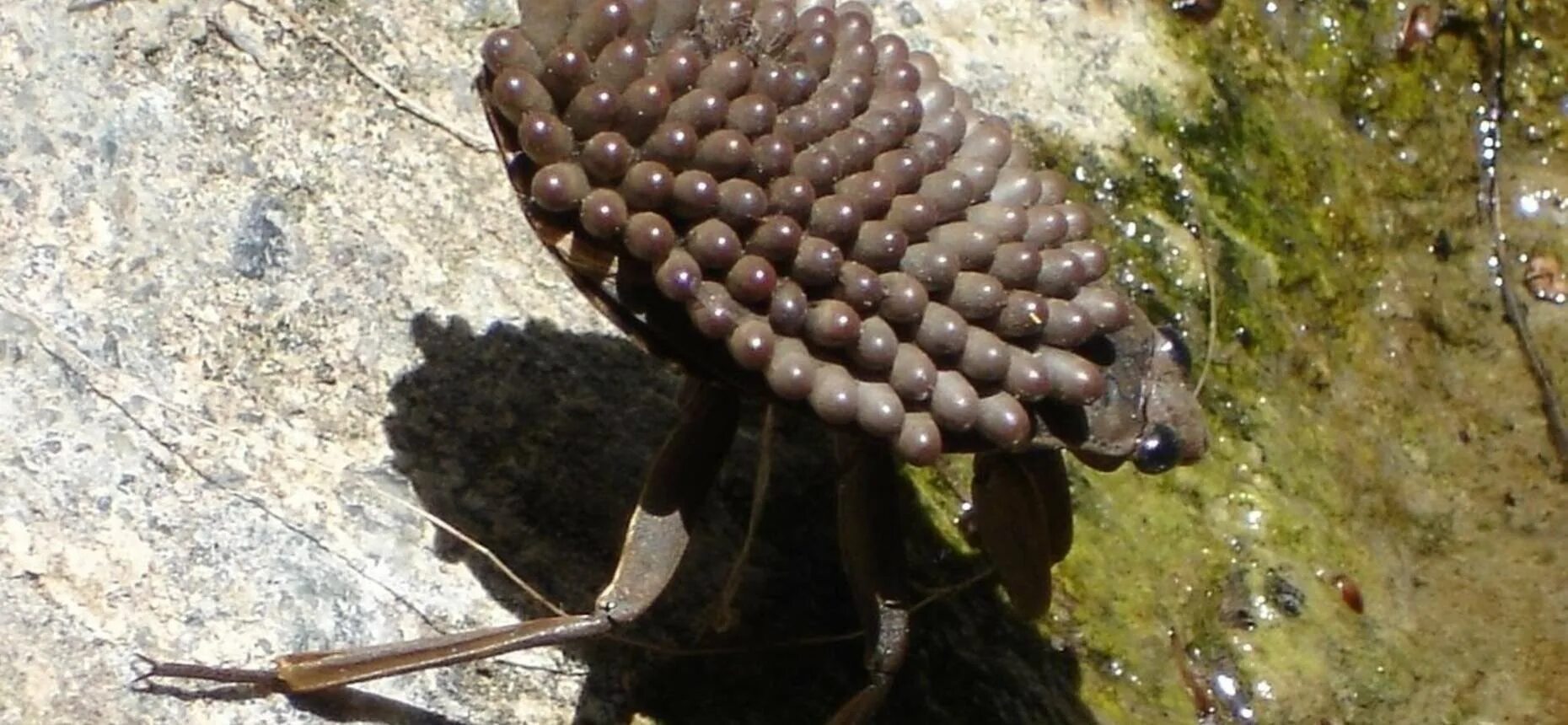 Самый опасный жук. Жук шагаса ядовитый. Кадмал индийское насекомое. Самый опасный жук. Самый опасный жук.