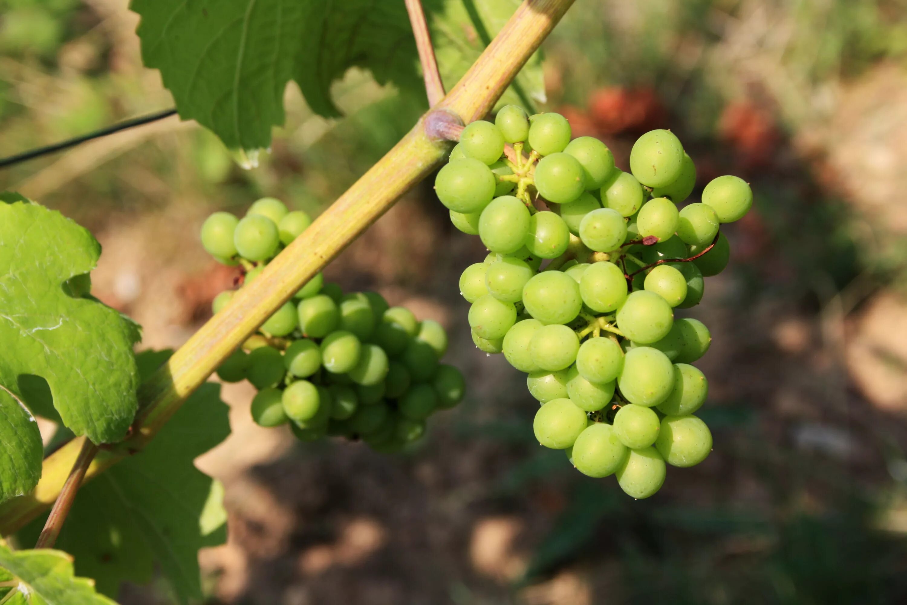 Виноградовство зеленый виноград. Виноград кишмиш кислый зеленый виноград. Канарис виноград. Сорт Томпсон виноград Индия.