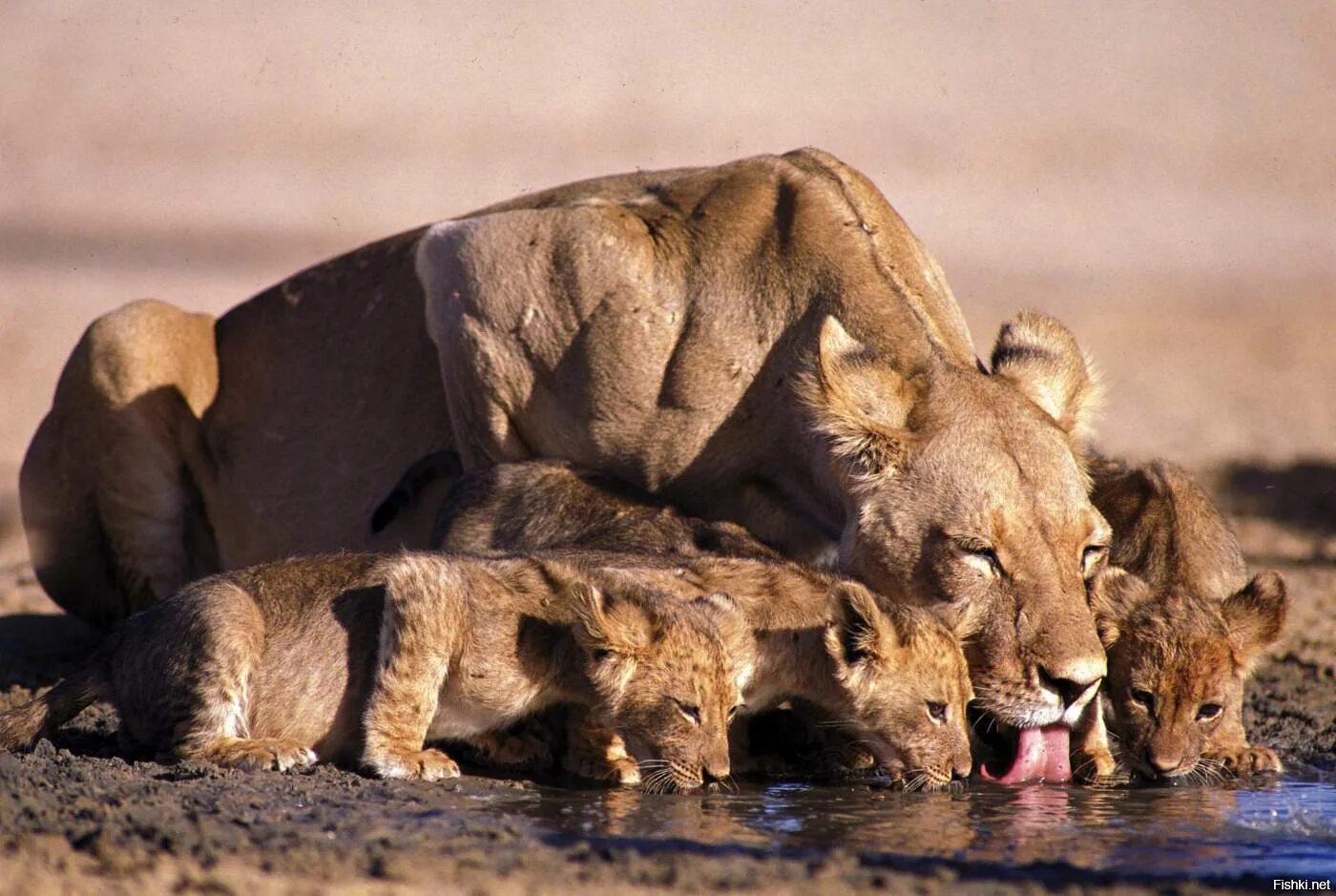Про дикий мир. Национальный парк Серенгети львы. Национальный парк Южная Луангва Замбия. Национальный парк Крюгера ЮАР животные. ЮАР сафари.