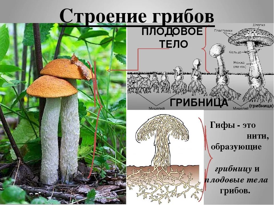 Что такое гифы в биологии. Строение гриба мицелий. строение грибов гифы. тело гриба мицелий. строение гриба гифы мицелий.