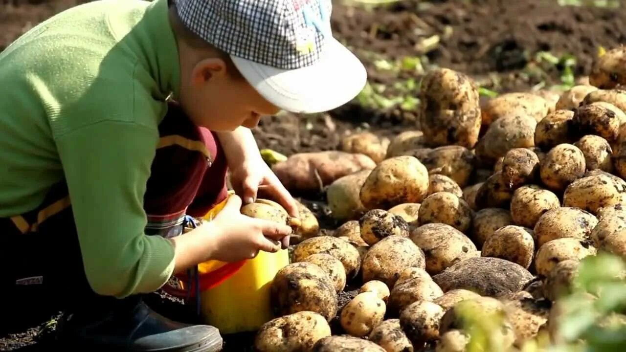 Приму картошку. Уборка картошки. Собираем картошку. Картошка в огороде. Копать картошку.