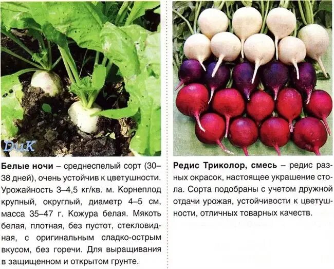 В какое время созревает редис. Крупные сорта редиса для открытого грунта. редис классификация. редис описание. редис кратко.