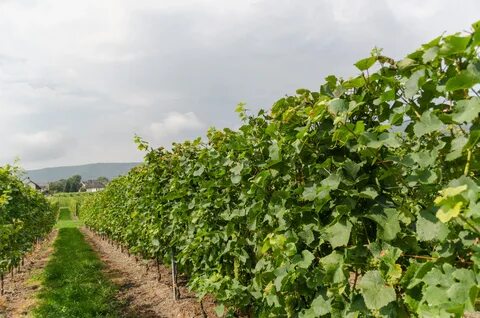 Куст виноградника