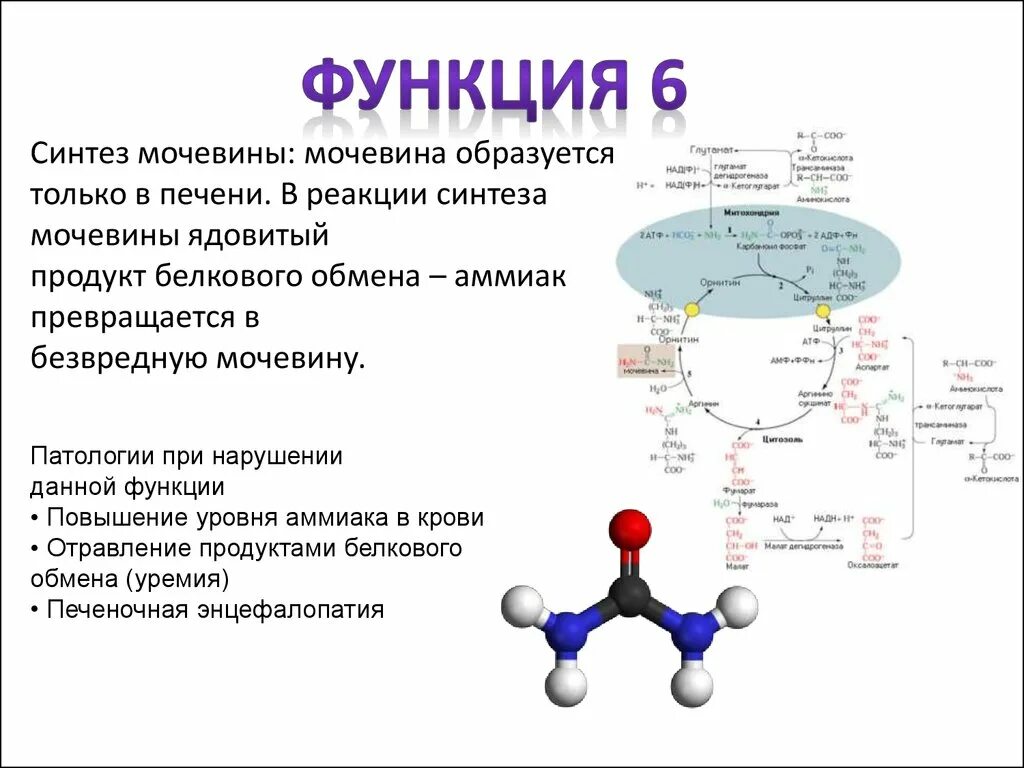 Функции аммиака в организме. Функции мочевины в организме. Синтез мочевины из аммиака в печени. Синтез мочевины реакции. Мочевиной форум