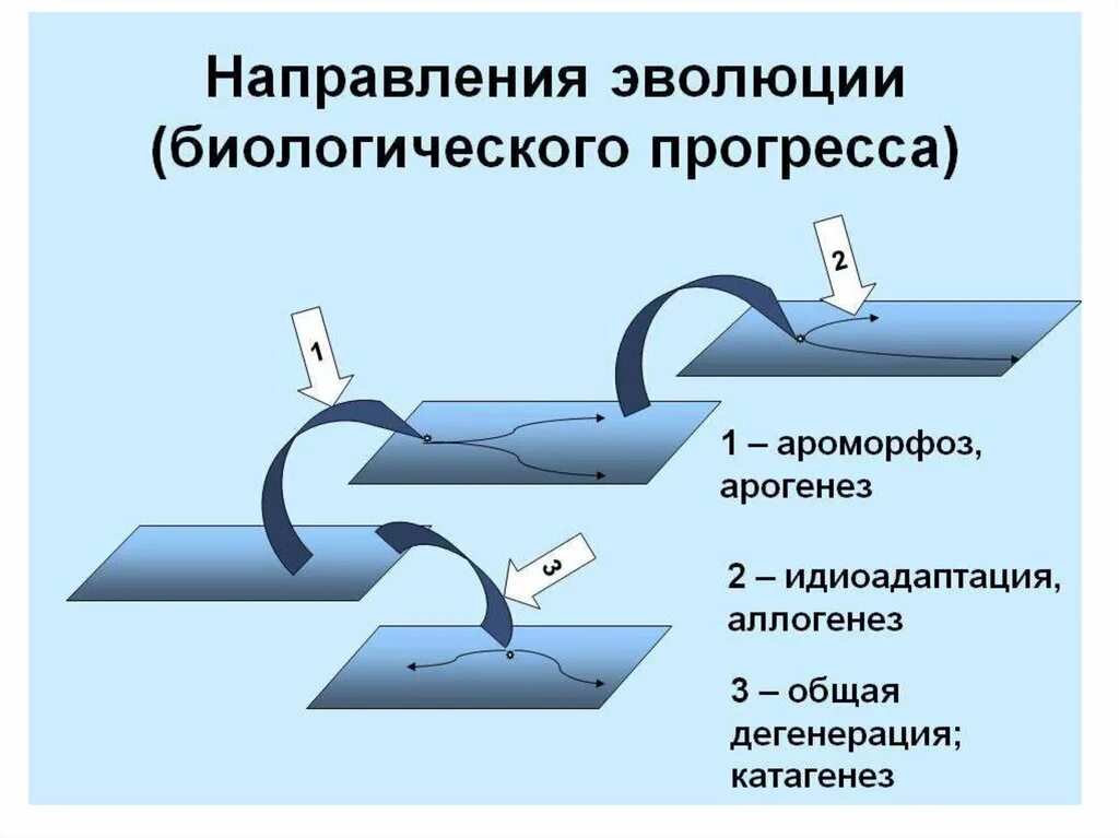 Направления развития биологии. Пути достижения биологического прогресса по северцову. пути достижения биологического прогресса таблица 9 класс. направления эволюции таблица биологический прогресс. арогенез аллогенез катагенез.