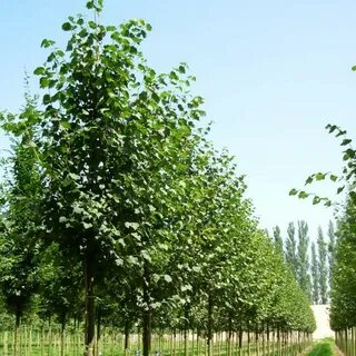 Tilia cordata komsta mini