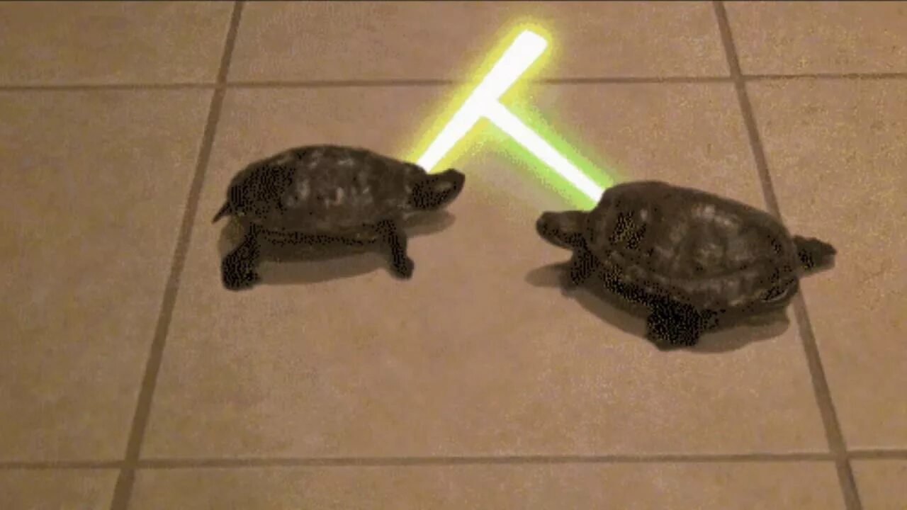 Turtle fight