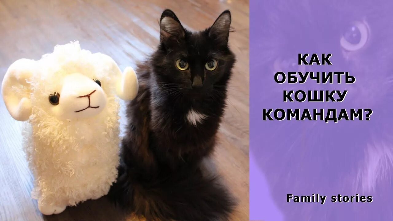 Как учить кошку. Команды для кошек. дрессировка кота. как обучить кота командам.