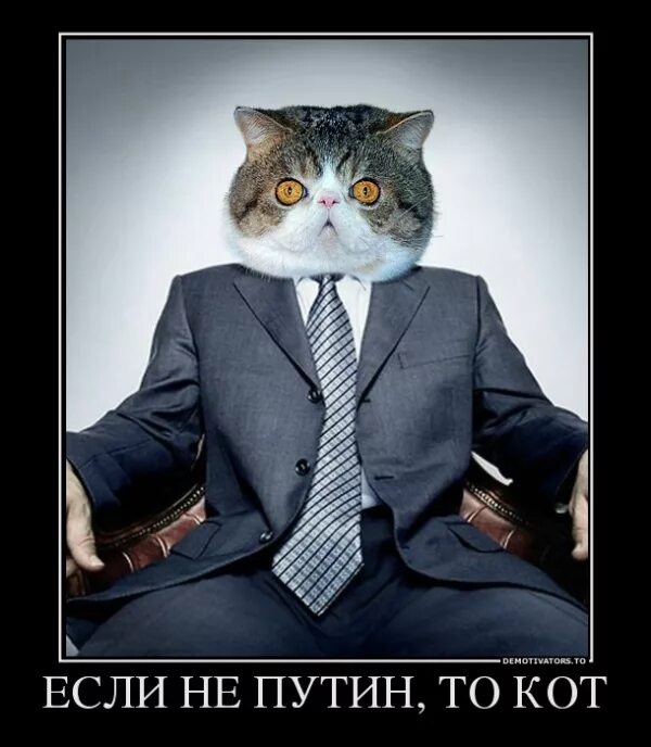 Если не он то кот. Кот в деловом костюме. кот в пиджаке. коты в деловых костюмах.