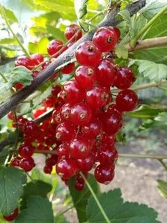 Питомник смородина