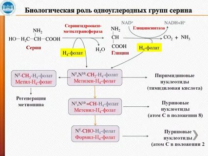Роль глицина в организме