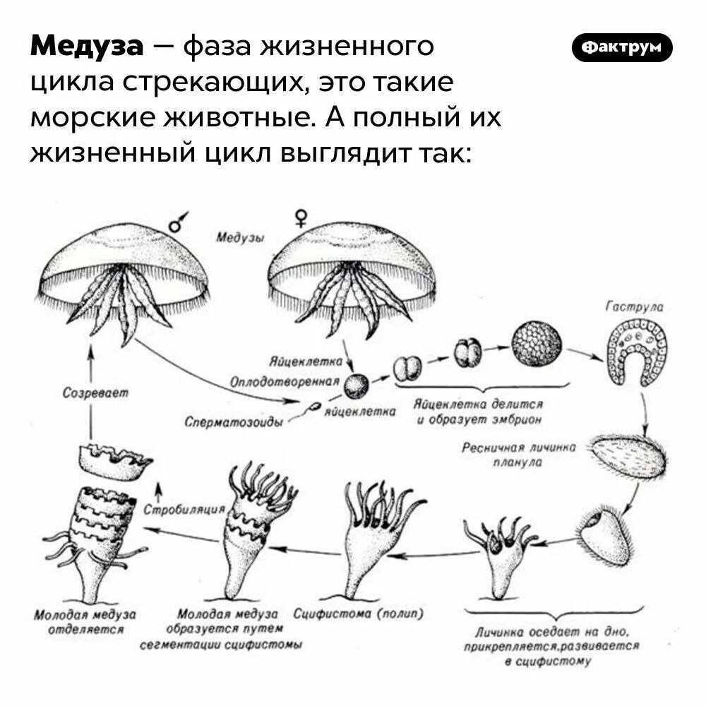 Жизненный цикл сцифоидных медуз схема. Размножение сцифоидных медуз схема. Цикл развития сцифоидной медузы.