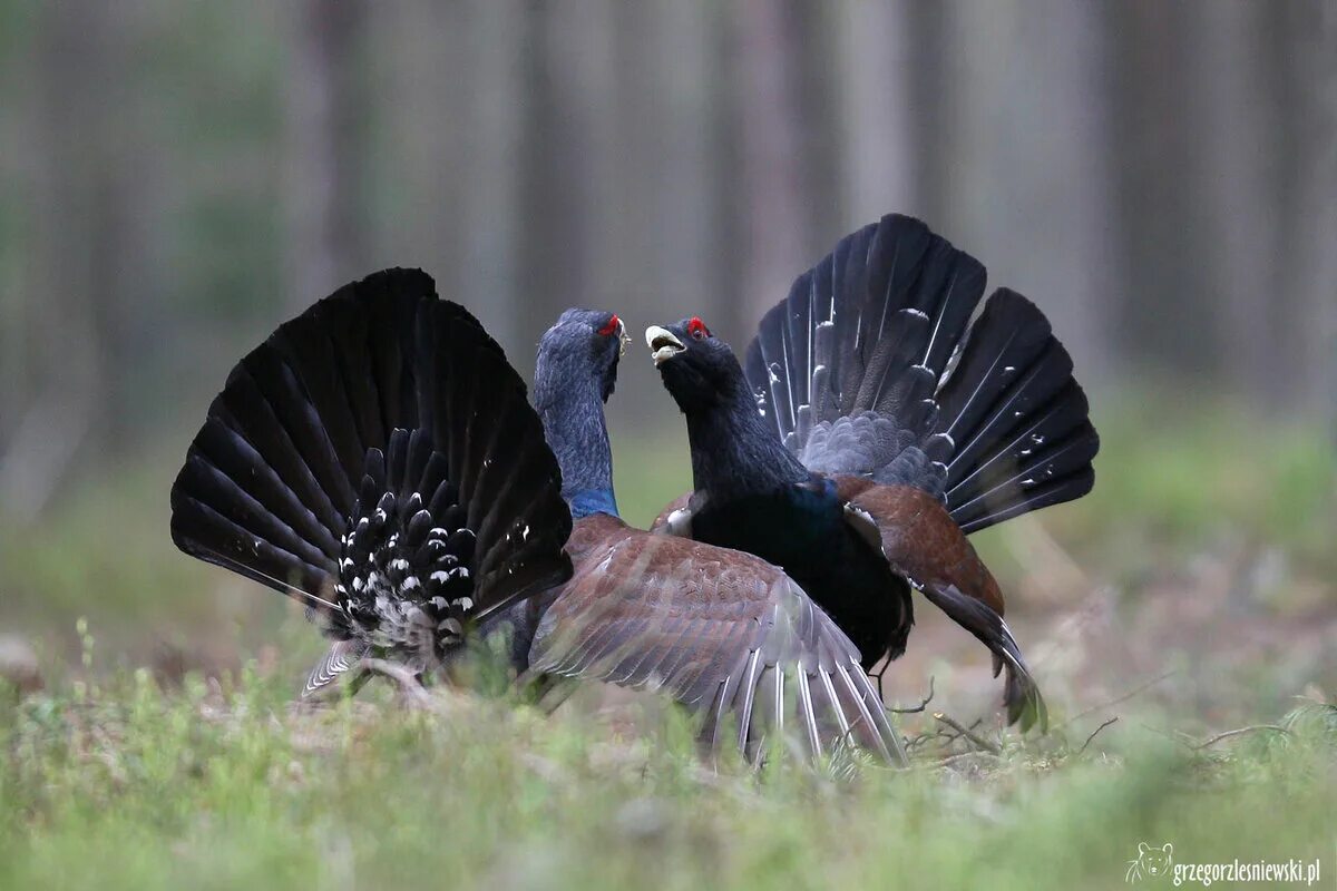 Обыкновенный Глухарь. Глухарь (Tetrao urogallus). Чернобрюхий Глухарь. Глухарь птица токует. Токование глухарей