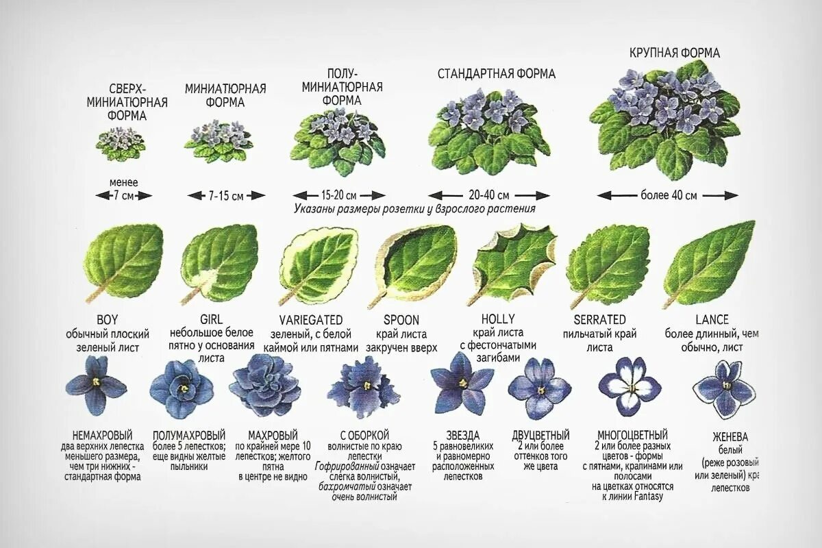 Фиалки обозначение. Фиалка узамбарская классификация. Систематика узамбарской фиалки. Лист фиалки узамбарской Тип листа. Сенполии селекции Фиалковода.