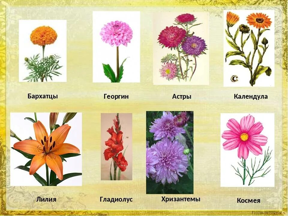 Определите несколько растений осенних цветников запишите названия