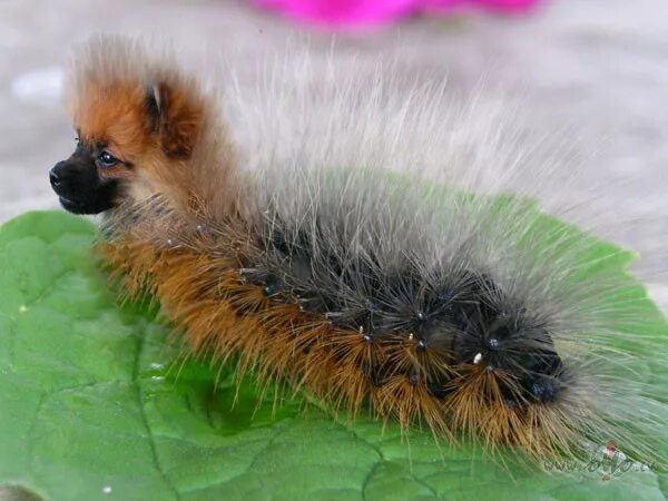 Пи джей мопс-о-гусеница poppy playtime. Собака гусеница. Резиновая гусеница игрушка. Собачка гусеница. Гусеница хагги вагги.