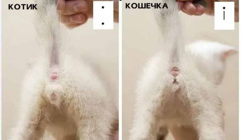 Как определить пол кота