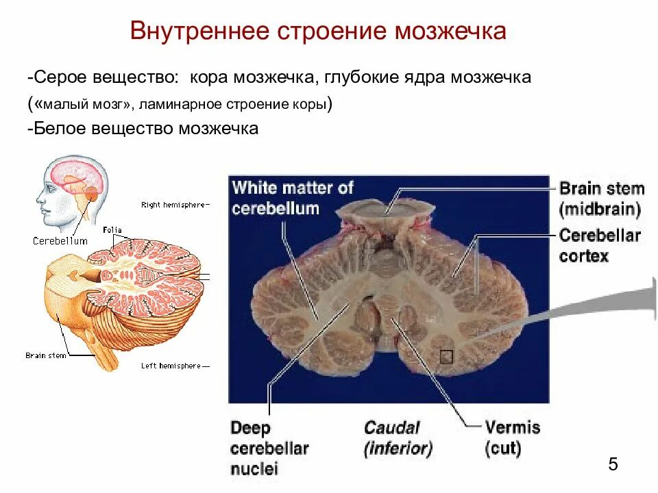 В мозжечке находится центр