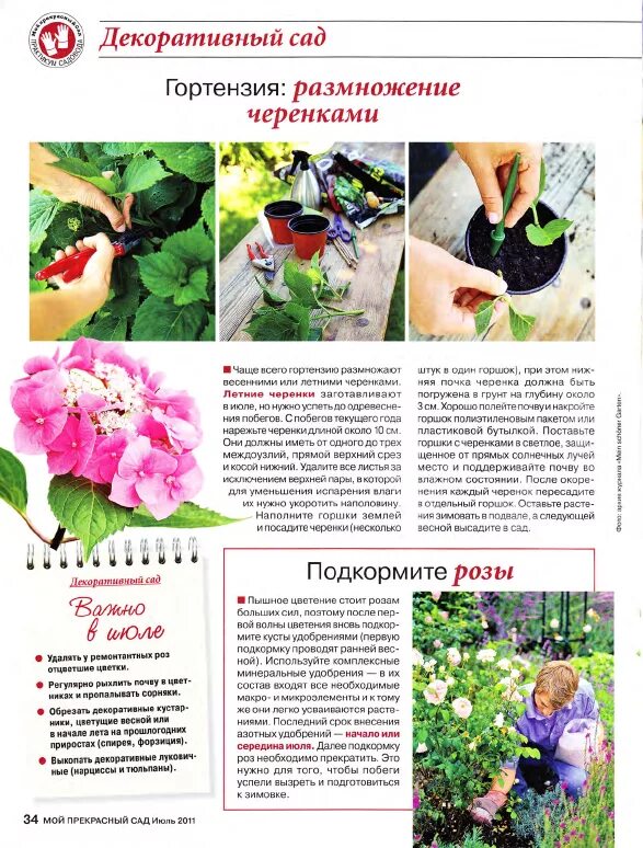 Подкормка гортензии ранней весной. Подкормка гортензии. график подкормки гортензий. таблица подкормки гортензии.