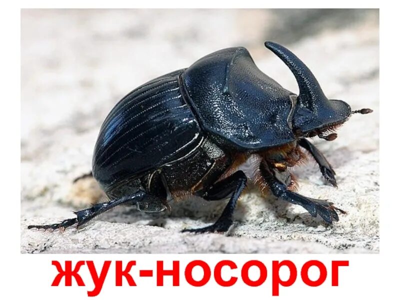 Жук нет. Жук носорог. строение жука носорога. внешнее строение жука носорога. жук носорог черный.