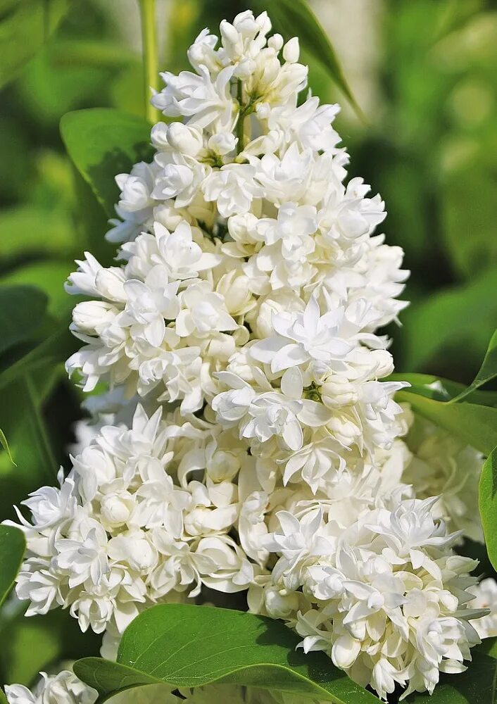 Сирень syringa. Сирень Мисc Эллен Уилмотт. Сирень Syringa vulgaris. Сирень Мисс Элен Вильмонт.