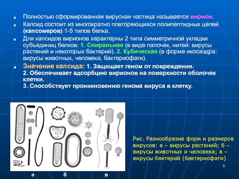 Что определяет многообразие. Полностью сформированный вирус называется. Сформированная вирусная частица называется. Полностью сформированных вирусных частиц. Капсид у бактерий и вирусов.