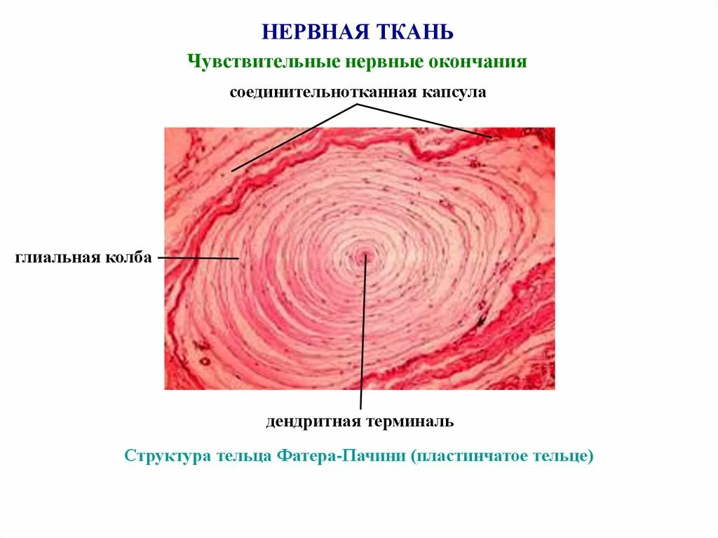 Тельца фатера Пачини гистология строение. Пластинчатые тельца фатер-Пачини. Пластинчатые тельца фатера-Пачини строение. Пластинчатое тельце фатер Пачини препарат. Пластинчатые тела