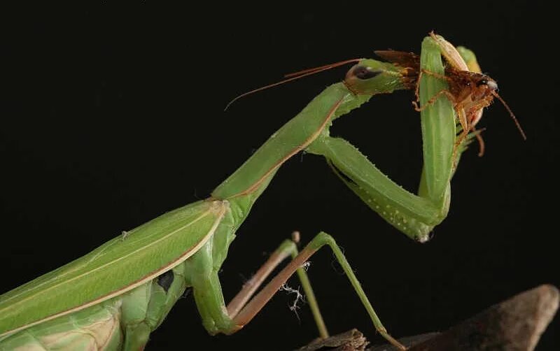 Жук богомол. Ischnomantis Gigas богомол. Бионика богомол. Настоящих богомолов