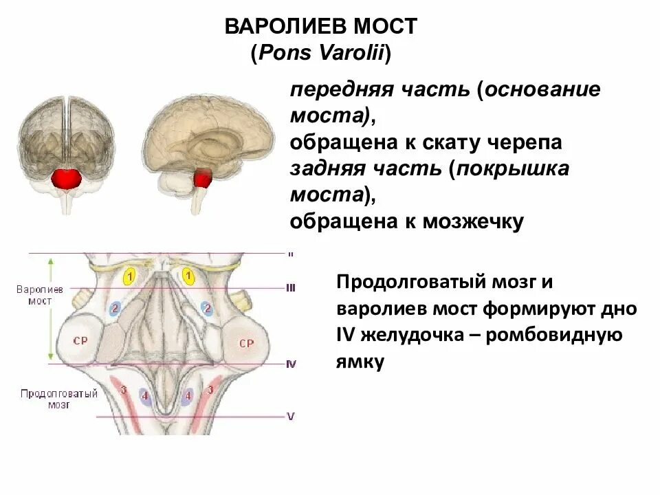 Строение мозга варолиев мост. Вентральная часть варолиева моста. Варолиев мост строение. Варолиев мост анатомия покрышка. Мост мозга состоит из