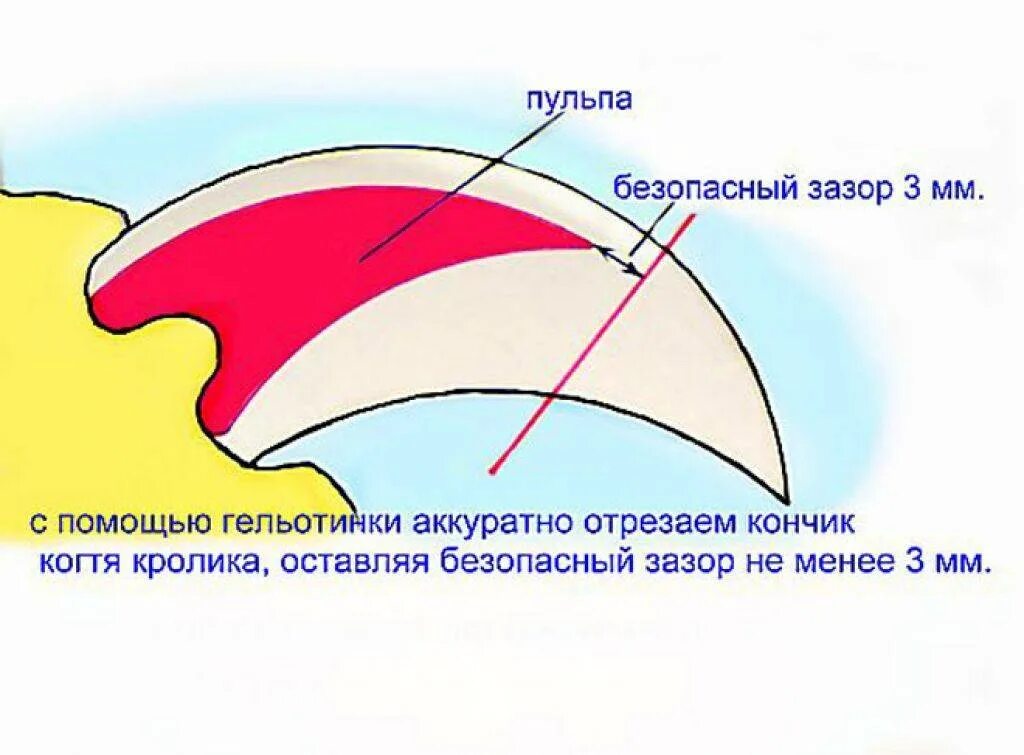 Как подстричь когти кролику. Как обрезать когти кролику. Как правильно стричь когти кролику декоративному. Как подстричь когти кролику декоративному в домашних условиях. Нужно ли подстригать когти